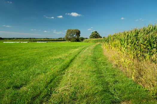 A grassy road by a green meadow and a corn field, summer view