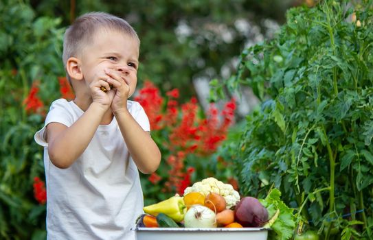 vegetables in the hands of children on the farm. Selective focus. Nature