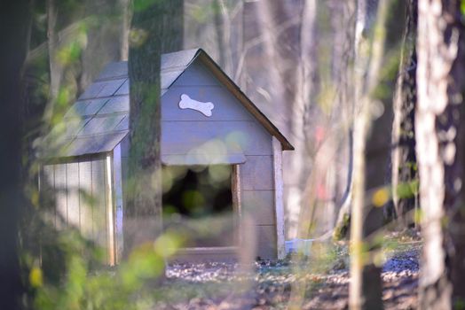 dog house in the wooded forest
