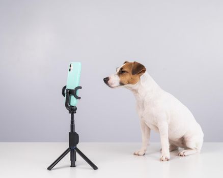 Jack Russell Terrier dog live streaming on smartphone