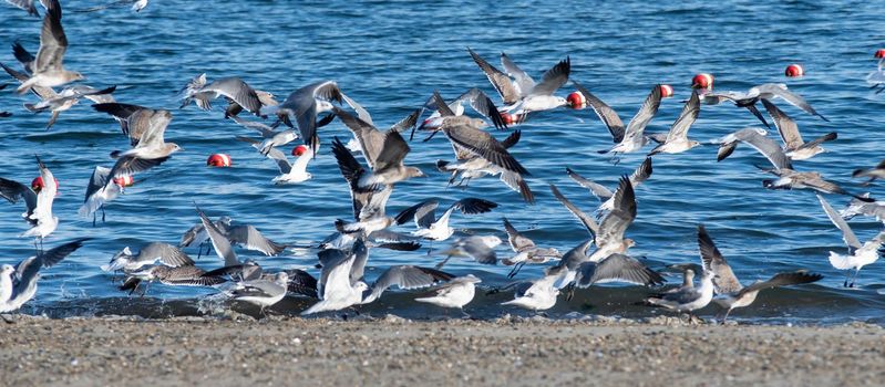 large flock of seagulls on the beach in rhode island