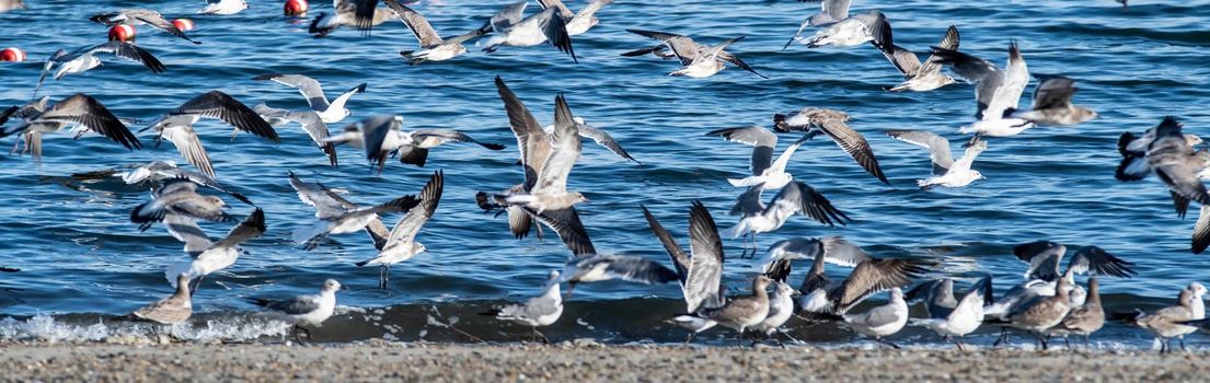 large flock of seagulls on the beach in rhode island