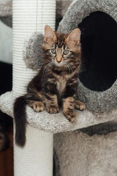 Young marble longhair bengal cat sitting on a soft cat's shelf of a cat's house indoors.