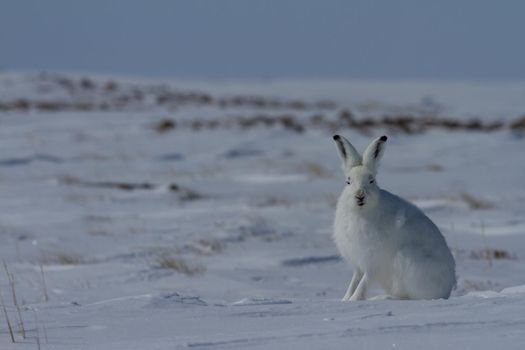 Arctic hare, Lepus arcticus, sitting on snow with ears pointing up and staring straight at the camera, Nunavut Canada