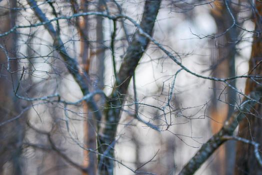morning forest tree branches bokeh