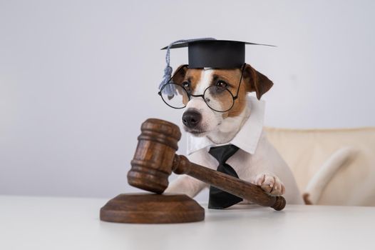 Dog jack russell terrier dressed as a judge and holding a gavel on a white background