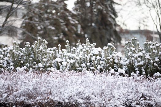 Low conifer trees covered in white cold powder. Frost and snow embedded on tree branches.