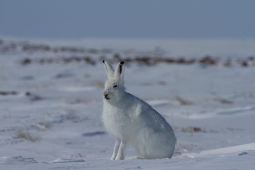 Arctic hare, Lepus arcticus, sitting on snow and shedding its winter coat, Nunavut Canada