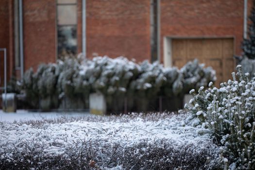 Coniferous shrubs covered in white snow. Frost and snow embedded on tree branches.
