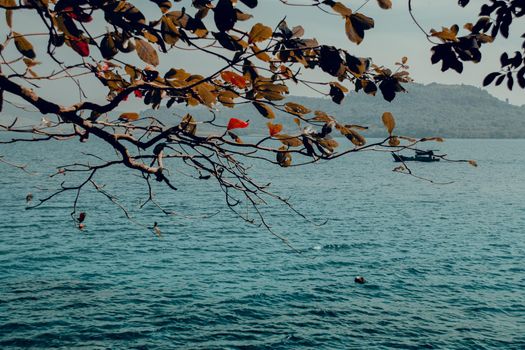 Scenic view of clear blue seascape framed by tree branches in Koh Sdach, Cambodia