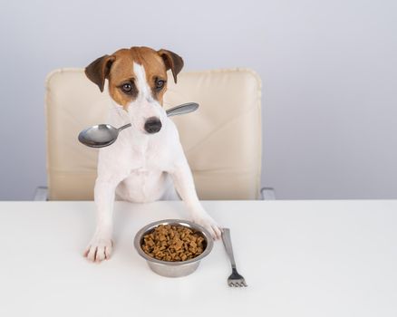 Jack Russell Terrier dog sits at a dinner table with a bowl of dry food and holds a spoon in his mouth