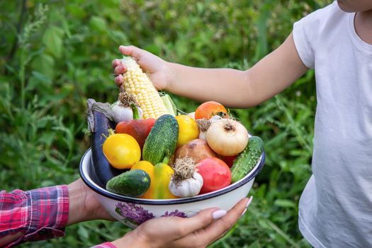 Child in the garden with vegetables in his hands. Selective focus. nature.