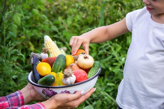 Child in the garden with vegetables in his hands. Selective focus. nature.