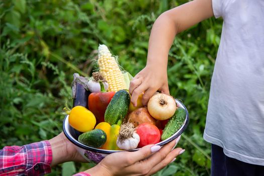 Child in the garden with vegetables in his hands. Selective focus. nature.