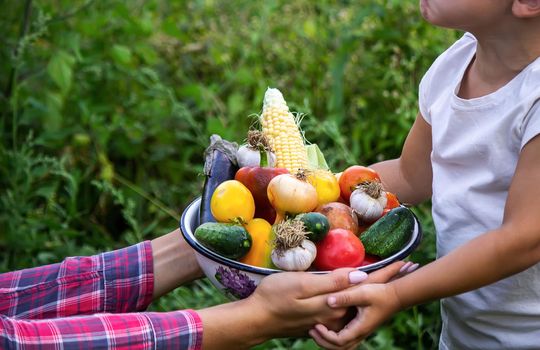 Child in the garden with vegetables in his hands. Selective focus. nature.