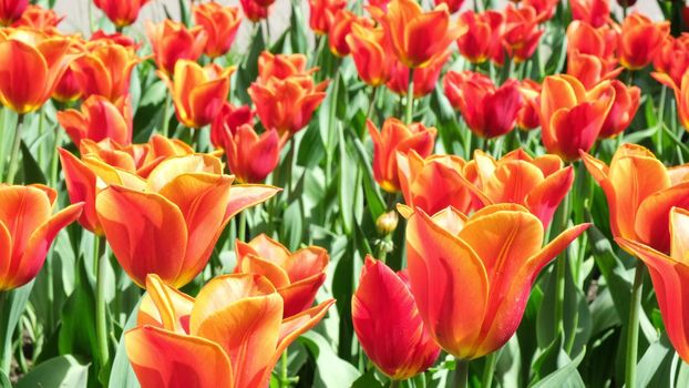 Many orange tulips sway in the wind in an open space in the park. Concept of a greeting card for valentines day, mothers day, international womens day, flower delivery