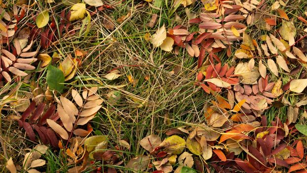 Bright autumn leaves of mountain ash, aspen, birch against the background of green grass