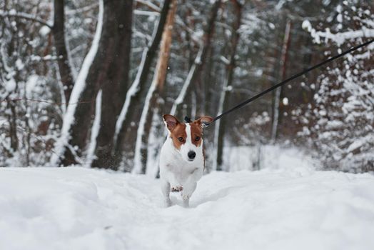 Active animal in the forest. Close up portrait of cute dog that have a walk ourdoors in the winter time.