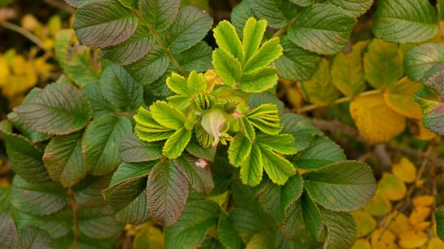 A green shoot of canker-rose briar with a closed flower bud against a background of wild rose leaves