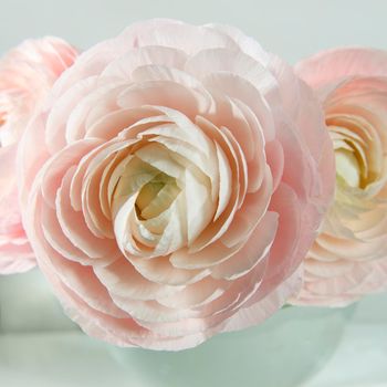 Three pale pink ranunculus in a transparent round vase on the white windowsill. Copy space. Place for text. Square frame