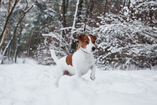 He saw something. Close up portrait of cute dog that have a walk ourdoors in the winter time.