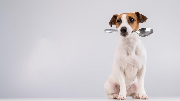 Portrait of a dog Jack Russell Terrier holding a spoon in his mouth on a white background. Copy space