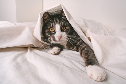 Funny playful tabby cat under white sheet in bed. High quality photo