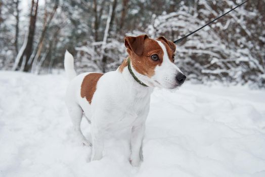 Standing and looking where to go. Close up portrait of cute dog that have a walk ourdoors in the winter time.