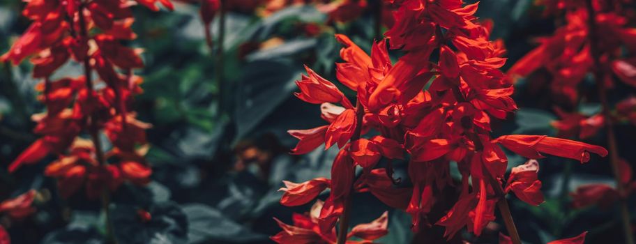 BANNER Real Abstract nature photo background. RED Salvia splendens Herbaceous perennial. Macro close Bedding Edging flower plant. Inflorescence petal bloom. Botanic study, garden care, summer evening.