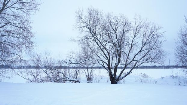 Tree in the background of a snowy landscape