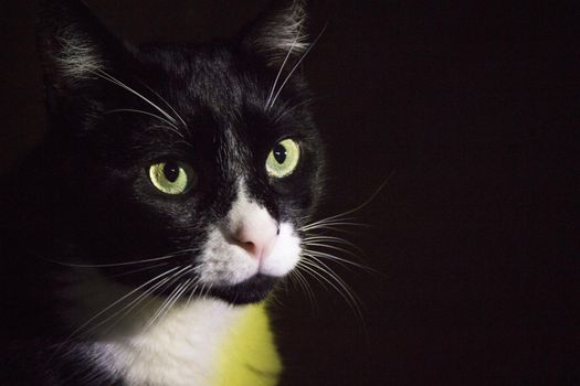 Portrait of black and white cat with pink nose. Very calm situation