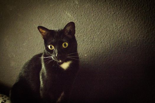 Portrait of black and white cat with pink nose. Very calm situation