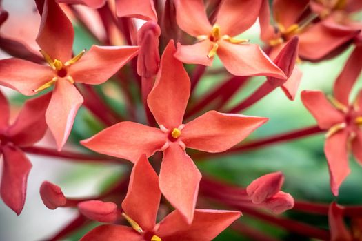 Real Abstract nature beauty photo background. RED orangish light bright Santan Ixora Jungle Geranium flower garden plant. Macro close up Inflorescence four petals bloom stamen. Botanic care, summer.