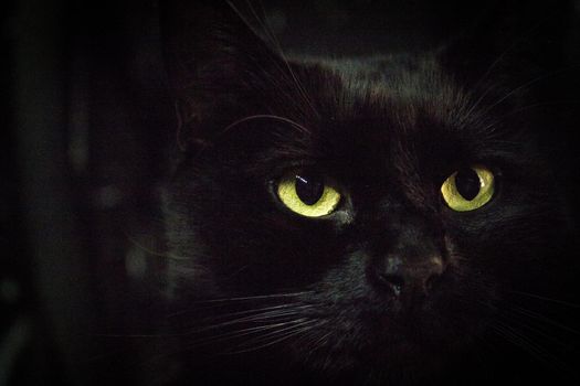 Portrait of black cat with greenish eyes. No people