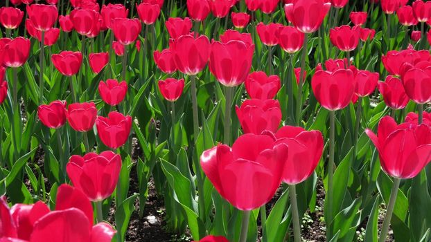 Many red and burgundy tulips sway in the wind in an open space in the park. Concept of a greeting card for valentines day, mothers day, international womens day, flower delivery