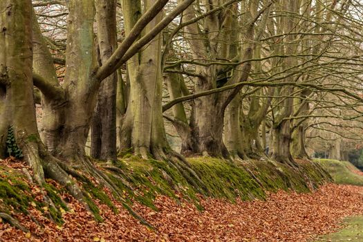 Row of beeches with roots in the forest