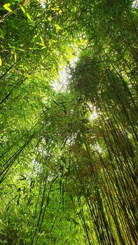 A view of bamboo forest with sunlight. Low angle view into the treetop. 
