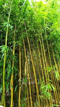 A view of bamboo forest with sunlight.