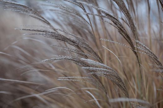 Dry reed. Minimal, stylish and trend concept. Natural background