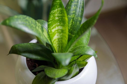 Juicy green ficus leaves in a flower pot. Home plant.