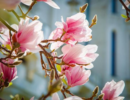Blooming magnolia in spring close-up. The concept of spring, flowering plants.