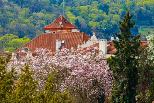 Blooming magnolia trees in the background of the building.