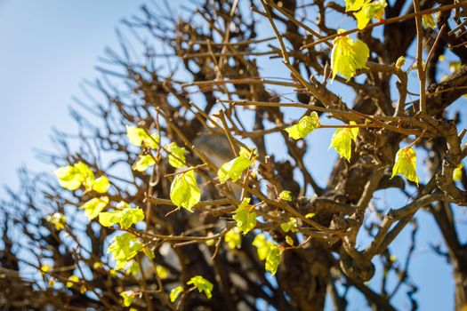 The first spring leaves are blooming on the trees. First days of spring.