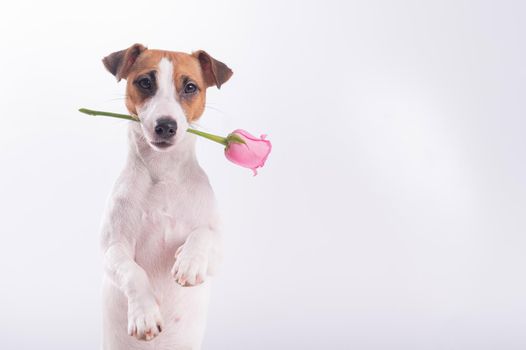 Jack Russell Terrier holds flowers in his mouth and sits next to a heart-shaped box. A dog gives a romantic gift on a date.