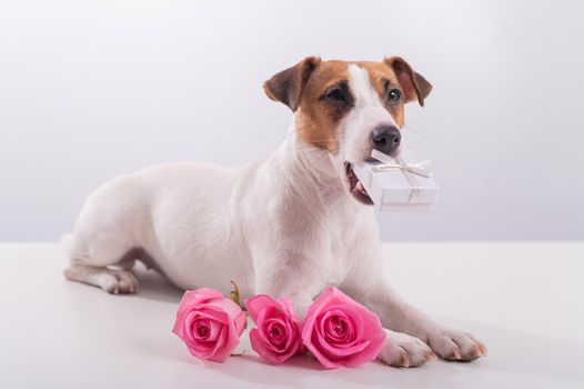 Dog holding a gift in his mouth on a white background. Jack russell terrier gives flowers to his beloved for a holiday.