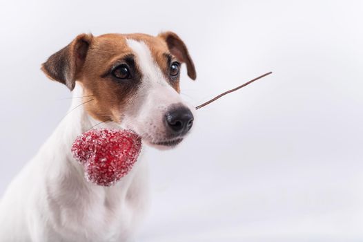 The dog holds a heart in his mouth on a white background. Greeting card with loving Jack Russell Terrier
