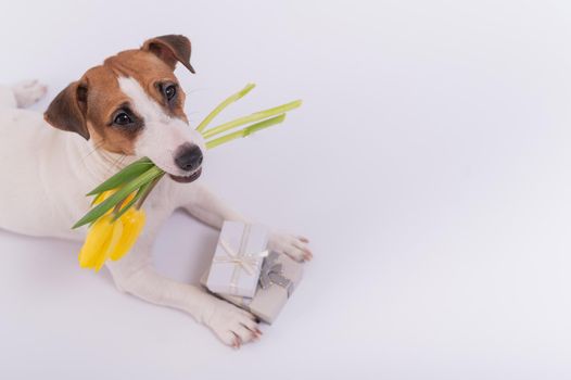 A cute dog lies next to gift boxes and holds in his mouth a bouquet of yellow tulips on a white background. Greeting card for International Women's Day on March 8.