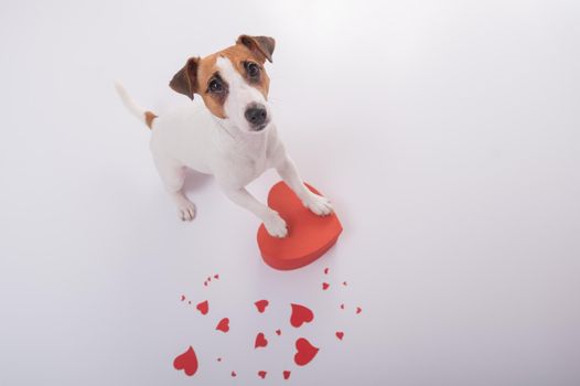 Portrait of funny dog Jack Russell Terrier with hearts. Valentine's day greeting card.