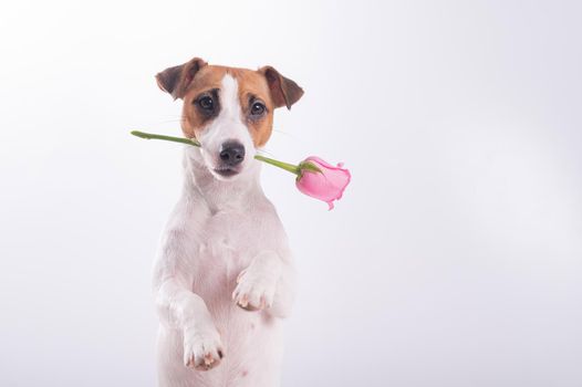 Jack Russell Terrier holds flowers in his mouth on a white background. A dog gives a romantic gift on a date.