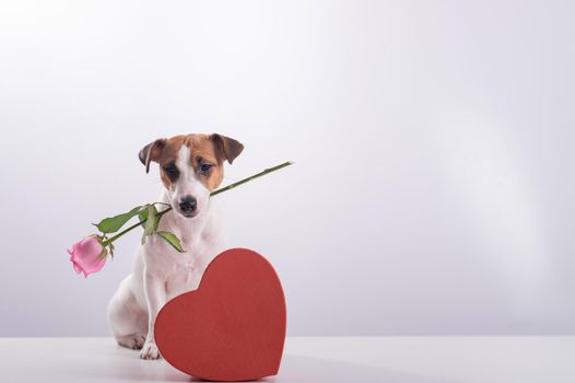 A cute little dog sits next to a heart-shaped box and holds a pink rose in his mouth on a white background. Valentine's day gift.